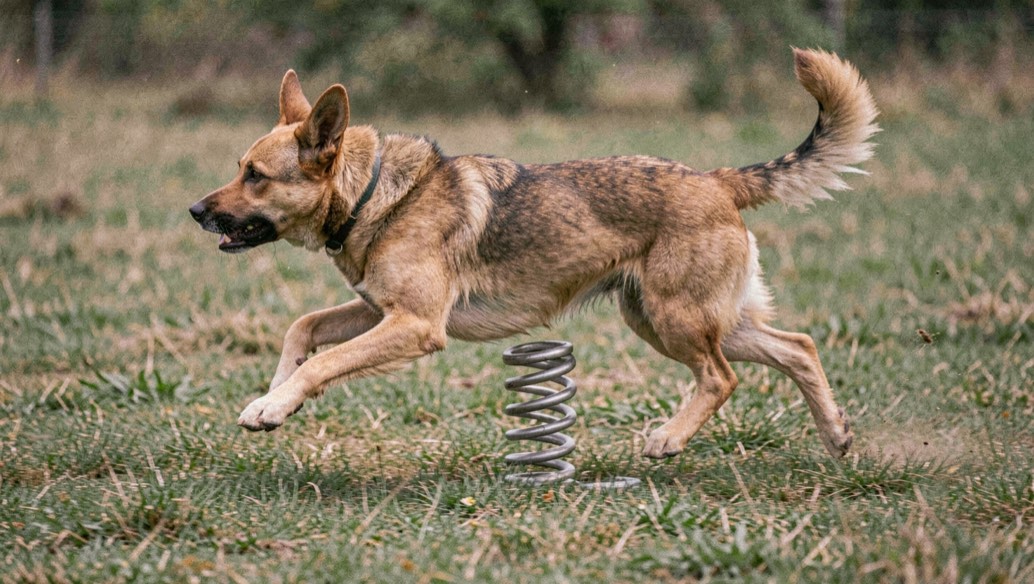 Ein Hund im Vollgalopp von der Seite, das Doppelbild der Sprungfeder im Gras, die Ohren zurückgelegt