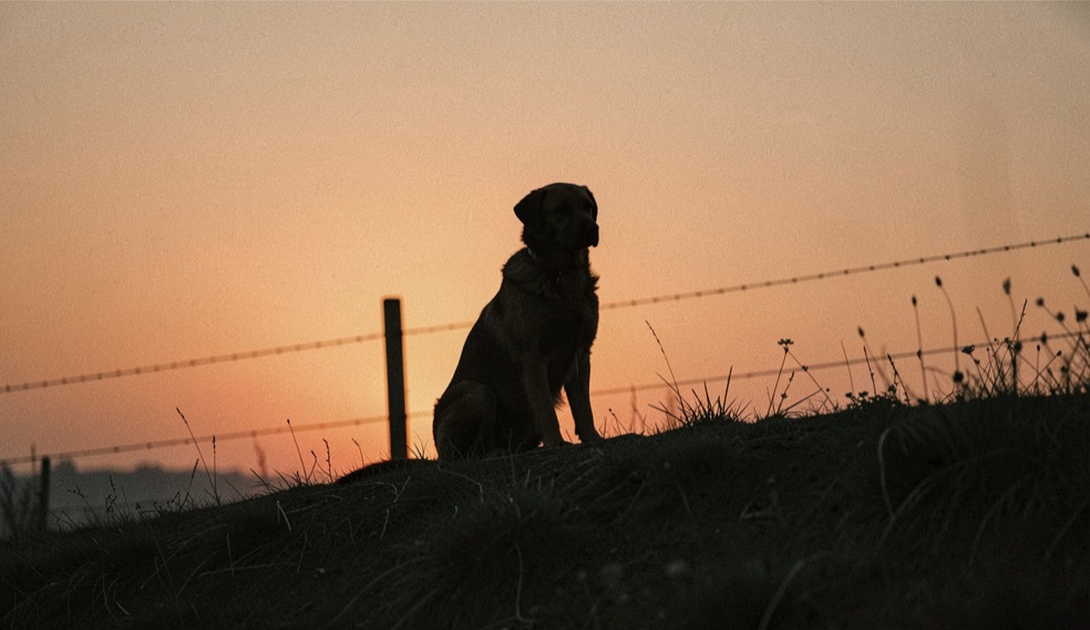 Ein Hund sitzt als dunkle Silhouette auf einem Hügel vor orangefarbenem Abendhimmel, ein Zaun als Linie