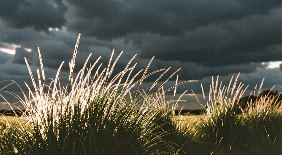 Ein Feldrand in tiefem Gegenlicht, hohes Gras als leuchtende Kanten vor dunklem Wolkengrund